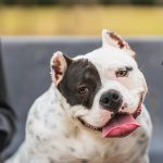 American bully