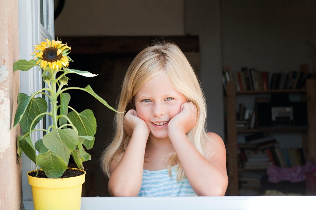 Zonnebloemen In Een Pot