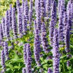 Korean Mint (Agastache rugosa) flower blossom, agastache, peppermint, blue licorice, patchouli