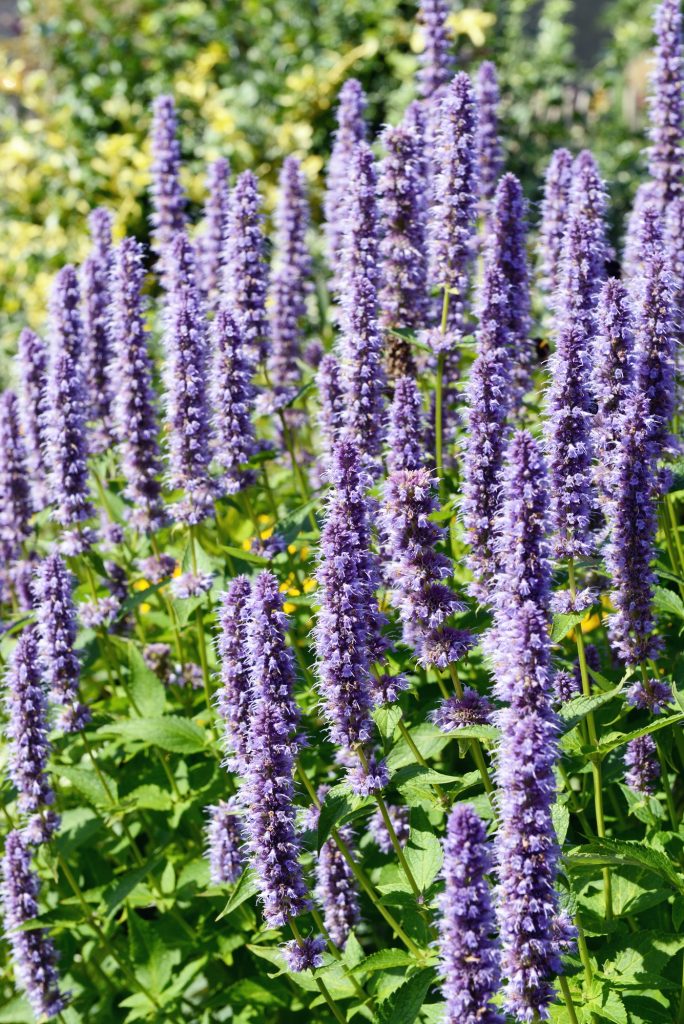 Korean Mint (Agastache rugosa) flower blossom, agastache, peppermint, blue licorice, patchouli