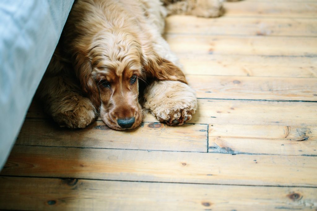 Puppy lying on wooden floor