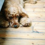 Puppy lying on wooden floor