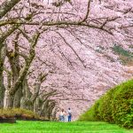 Shizuoka, Japan in Spring