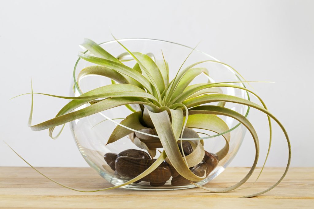 Tilandsia xerographica airplant in glass terrarium on wooden table