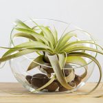 Tilandsia xerographica airplant in glass terrarium on wooden table