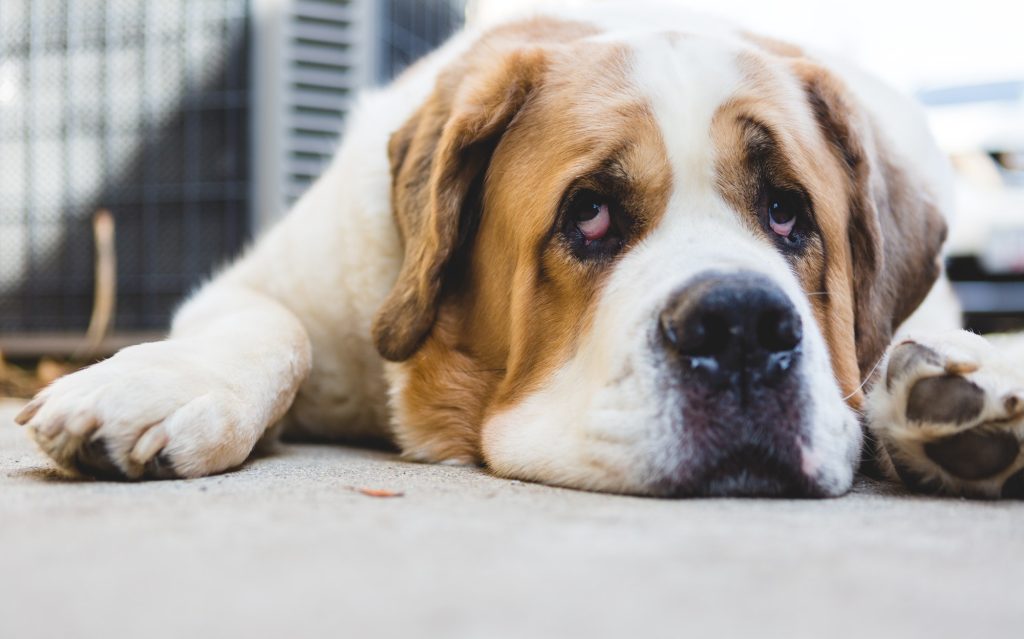 Bored Saint Bernard