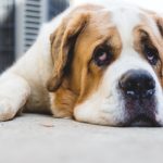 Bored Saint Bernard