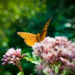 vlinder planten