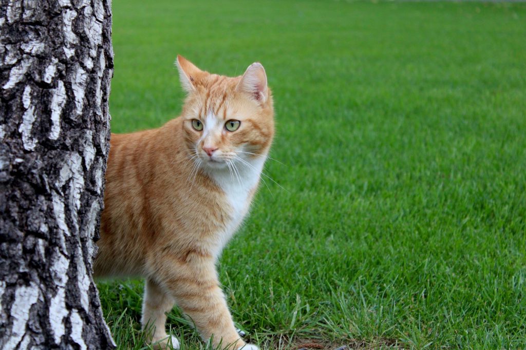 kat uit tuin houden met azijn