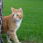 kat uit tuin houden met azijn
