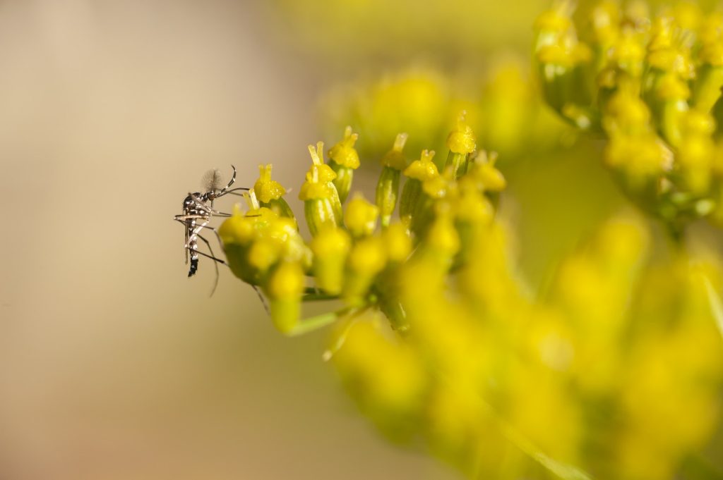 plant tegen muggen