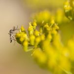 plant tegen muggen