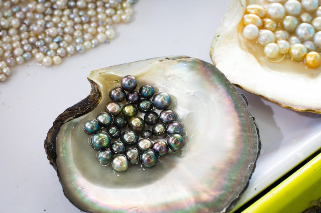 Pearl Farming and Oysters