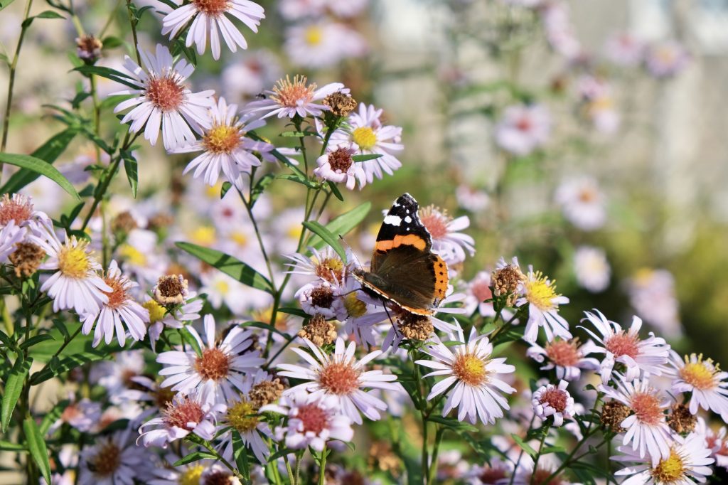 Kleine Vlinderstruiken