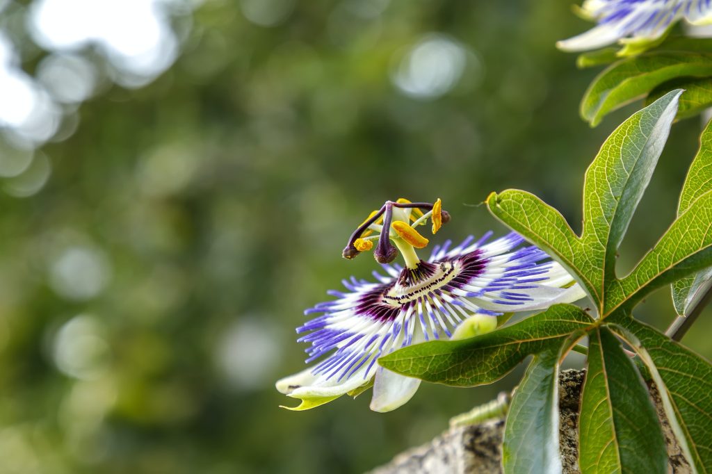 Passiflora