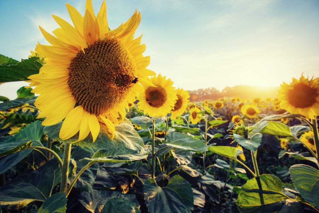 zonnebloemen