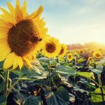 zonnebloemen