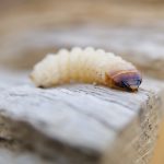 houtworm