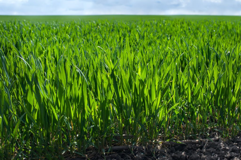 Graszaad Snel Laten Kiemen