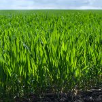Graszaad Snel Laten Kiemen