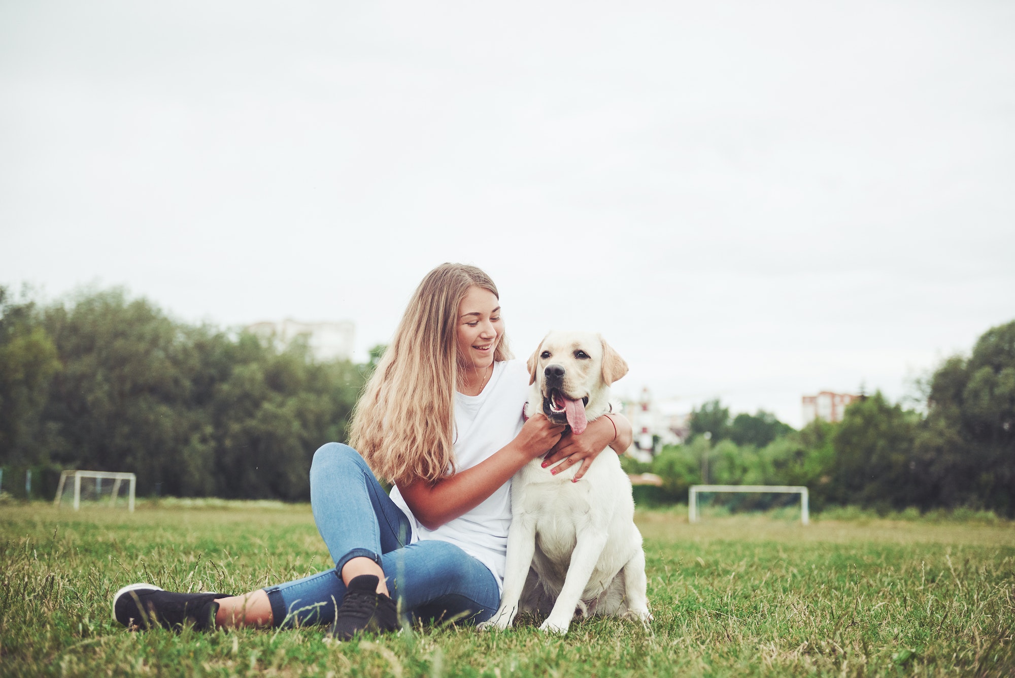 labrador