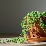 erwtenplantje stekken en verzorgen