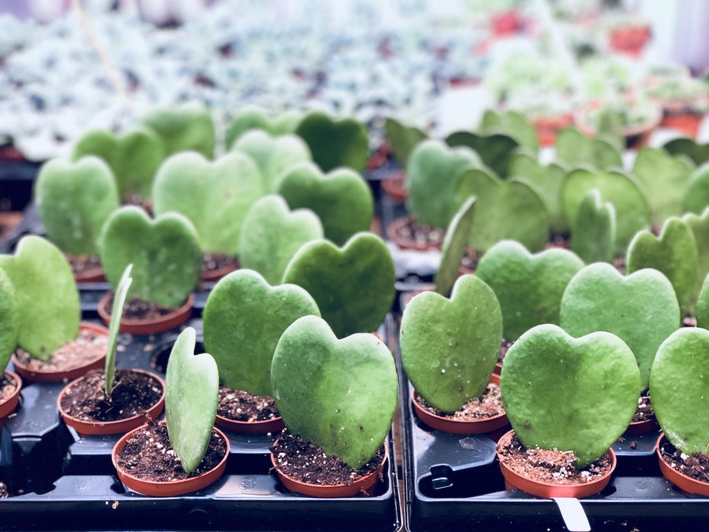 Hoya kerrii gebroken hartjes plant