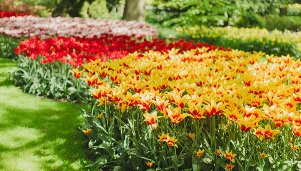 wanneer bloembollen planten