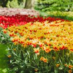wanneer bloembollen planten