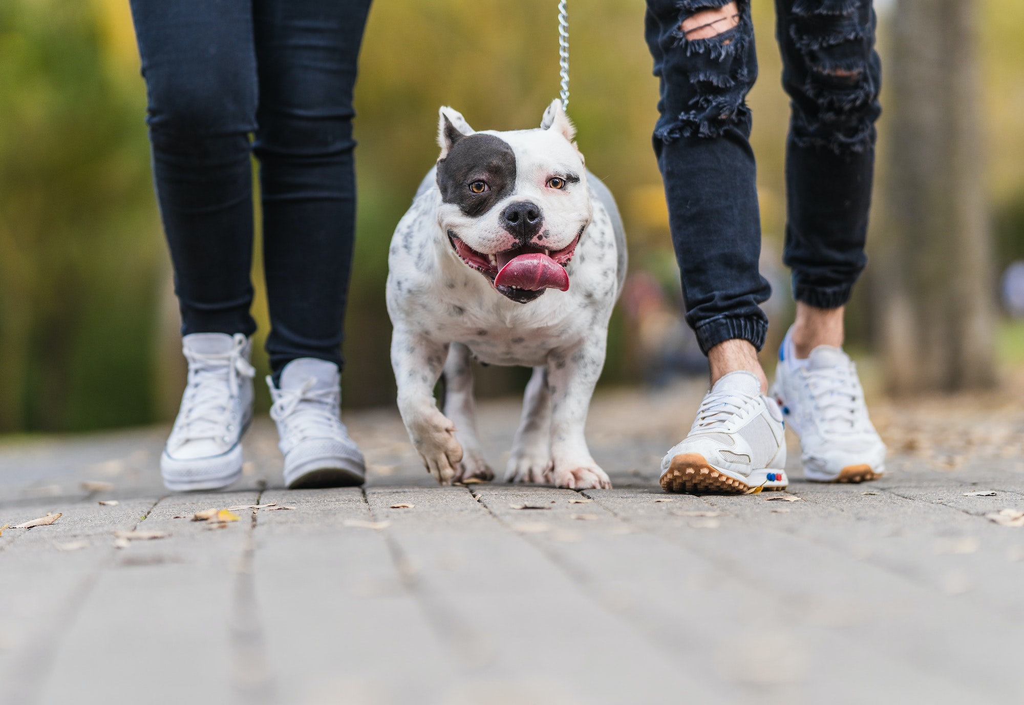 american bully