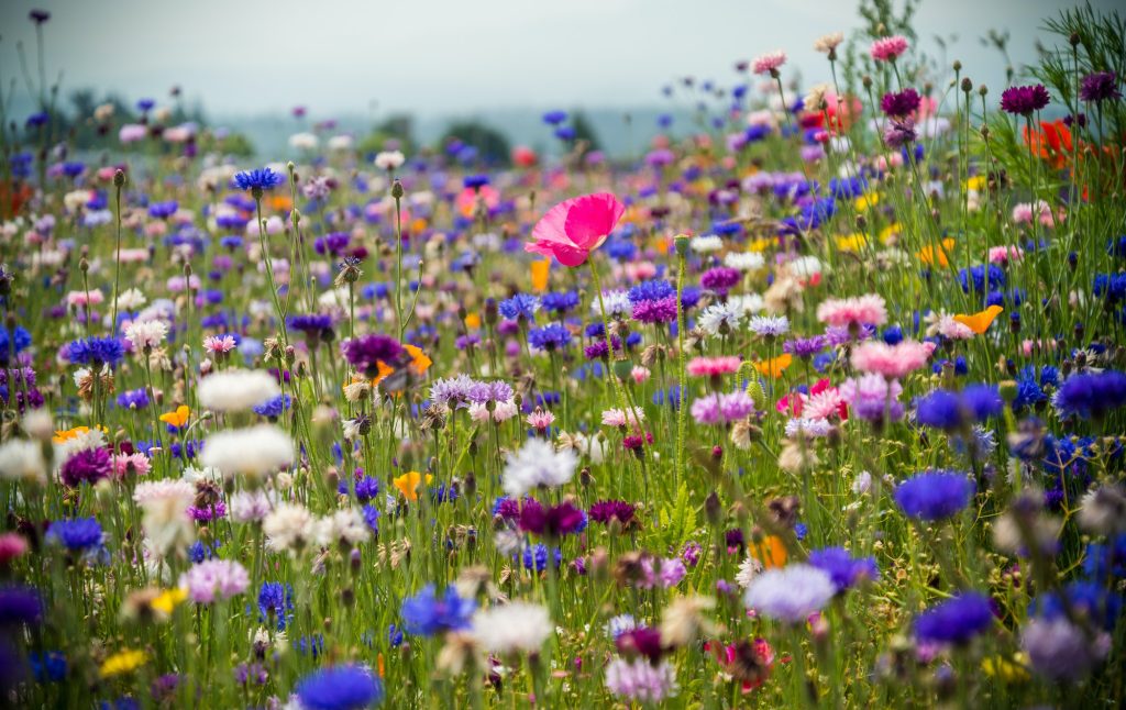 Wilde Bloemen Zaaien