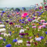 Wilde Bloemen Zaaien
