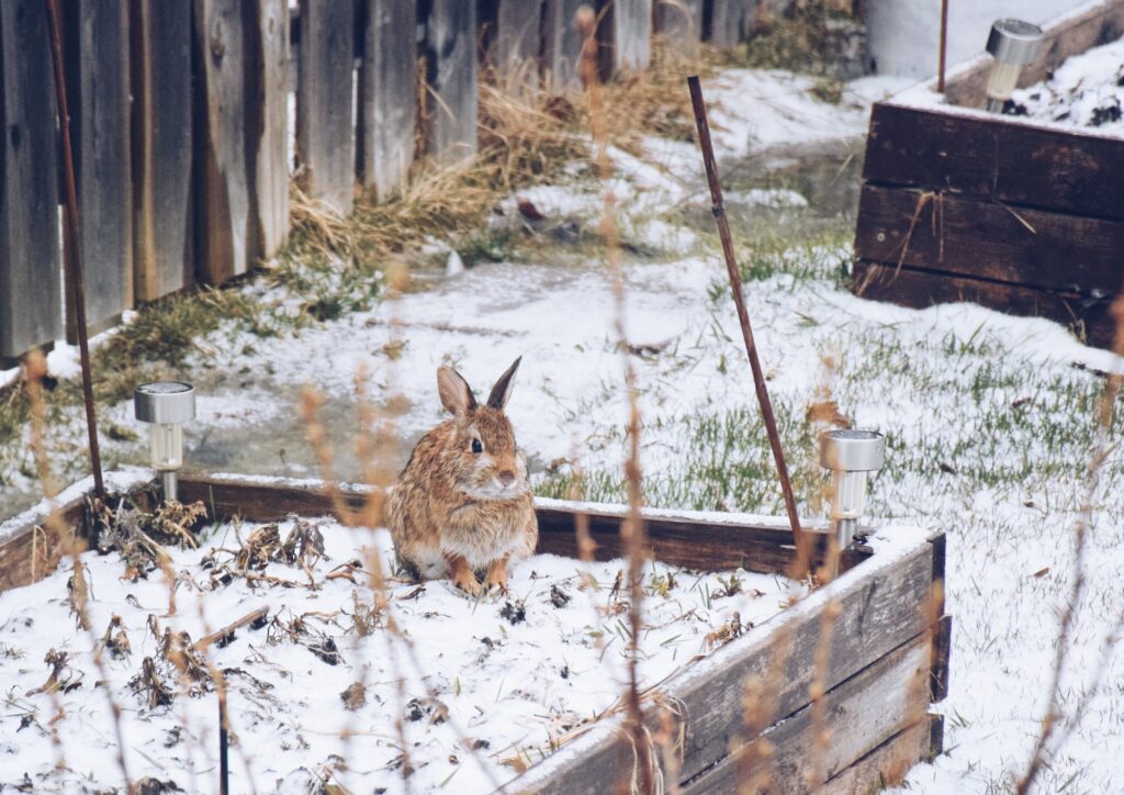 tuin winter