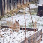 tuin winter