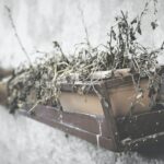 Winterbloeiers in de Bloembak