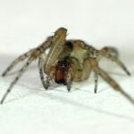 insecten in huis