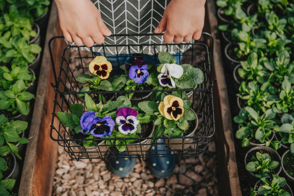 eetbare bloemen