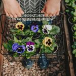eetbare bloemen