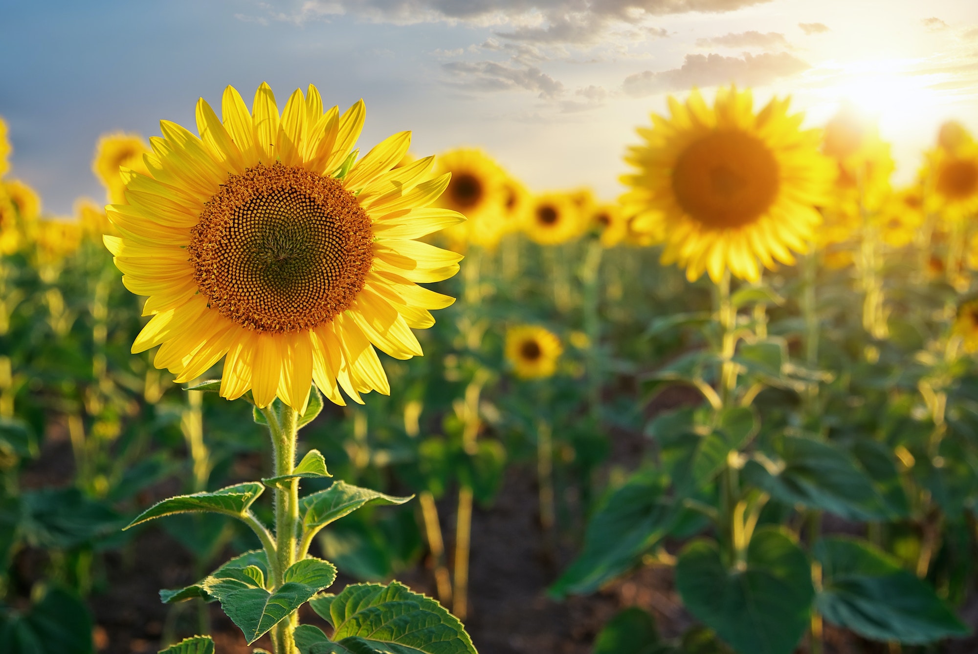 zonnebloemen